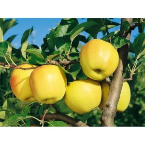 Jabloň domáca (Malus domestica) ´GOLDEN DELICIOUS REINDERS´ - zimná, výška 120-150 cm, voľnokorenná